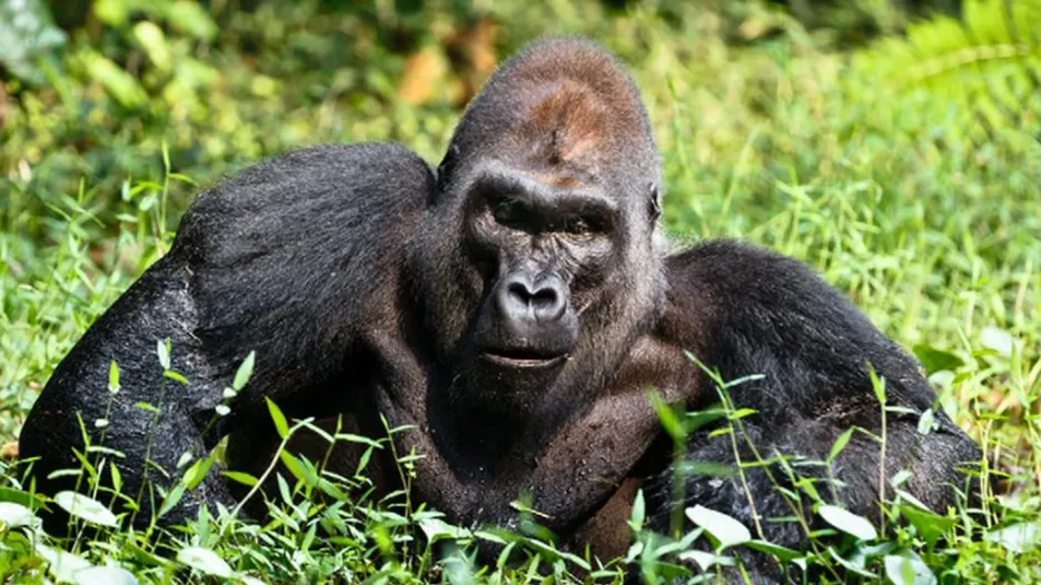 Gorily v Africe
