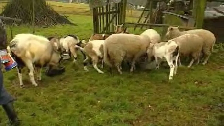 Stádo ovcí a koz