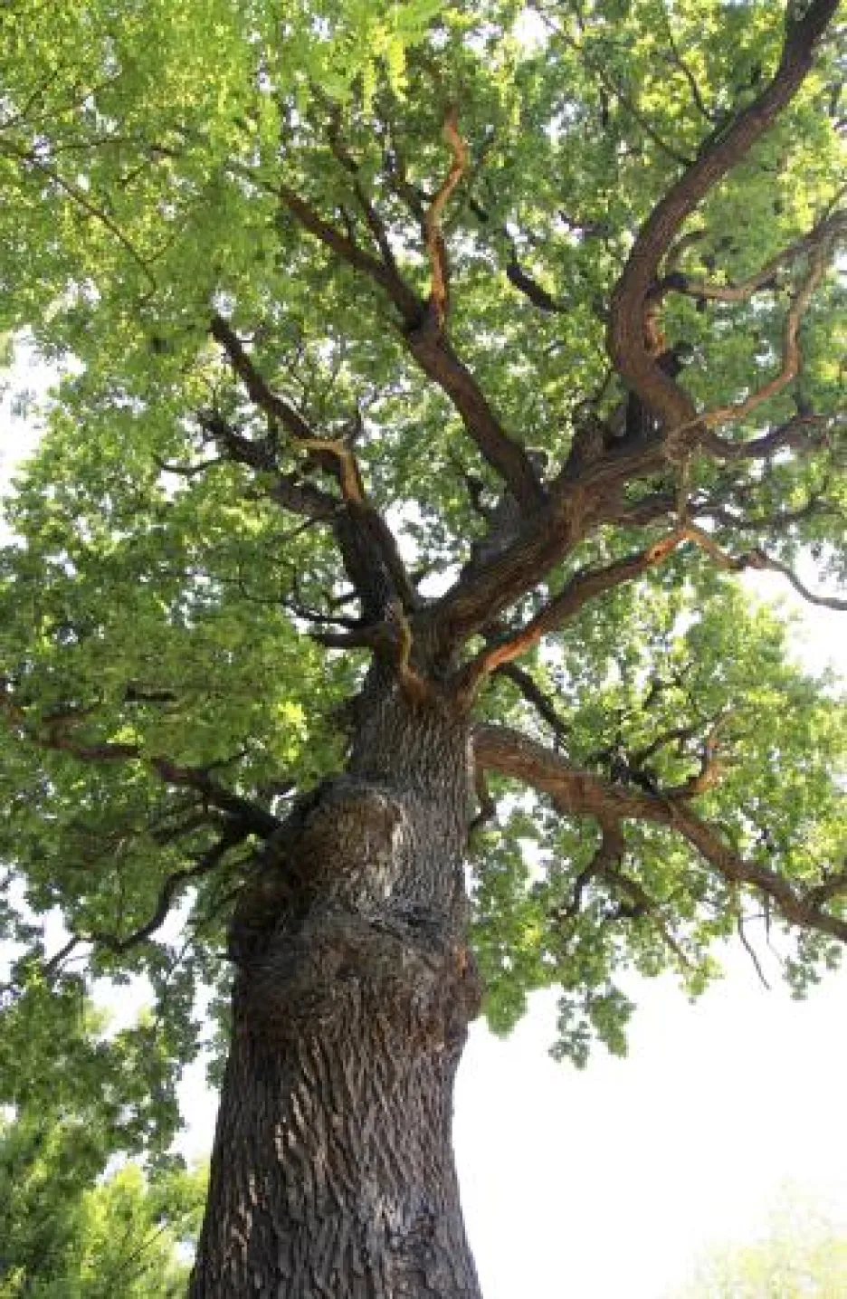 Strom roku 2010