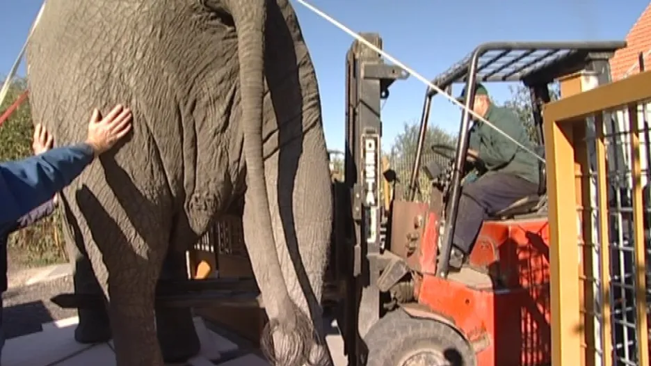 I vysokozdvižný vozík pomůže slona naložit