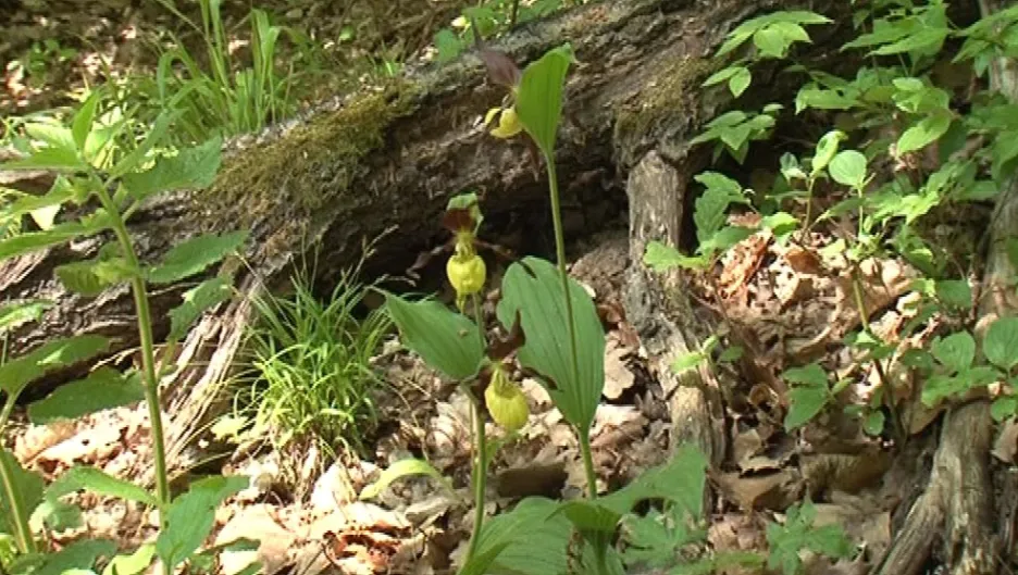 Střevičník pantoflíček kvete v brněnských lesích