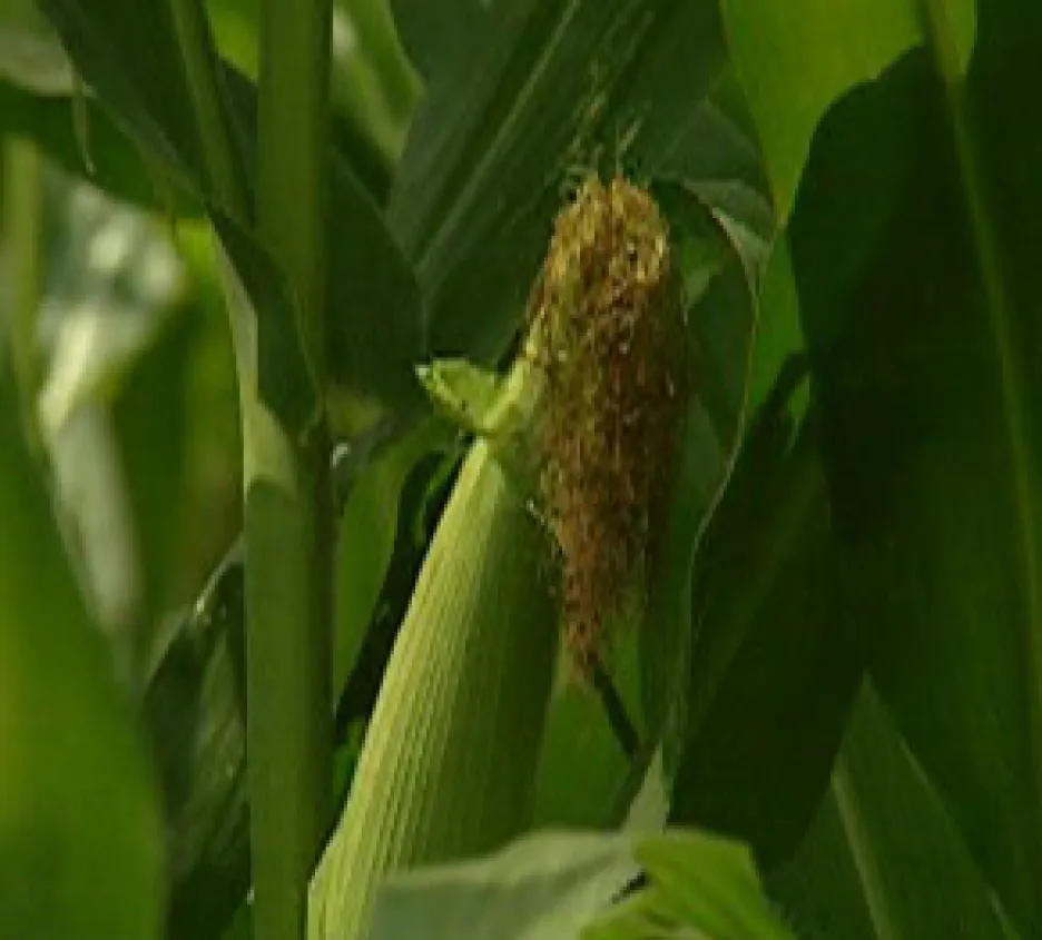 Geneticky upravená kukuřice