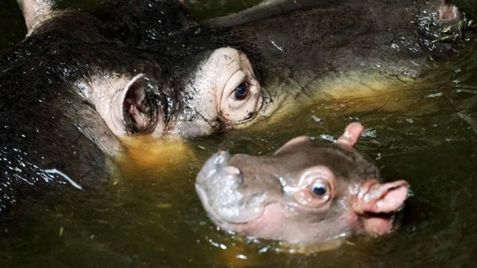 V pražské zoo se narodilo mládě hrocha obojživelného