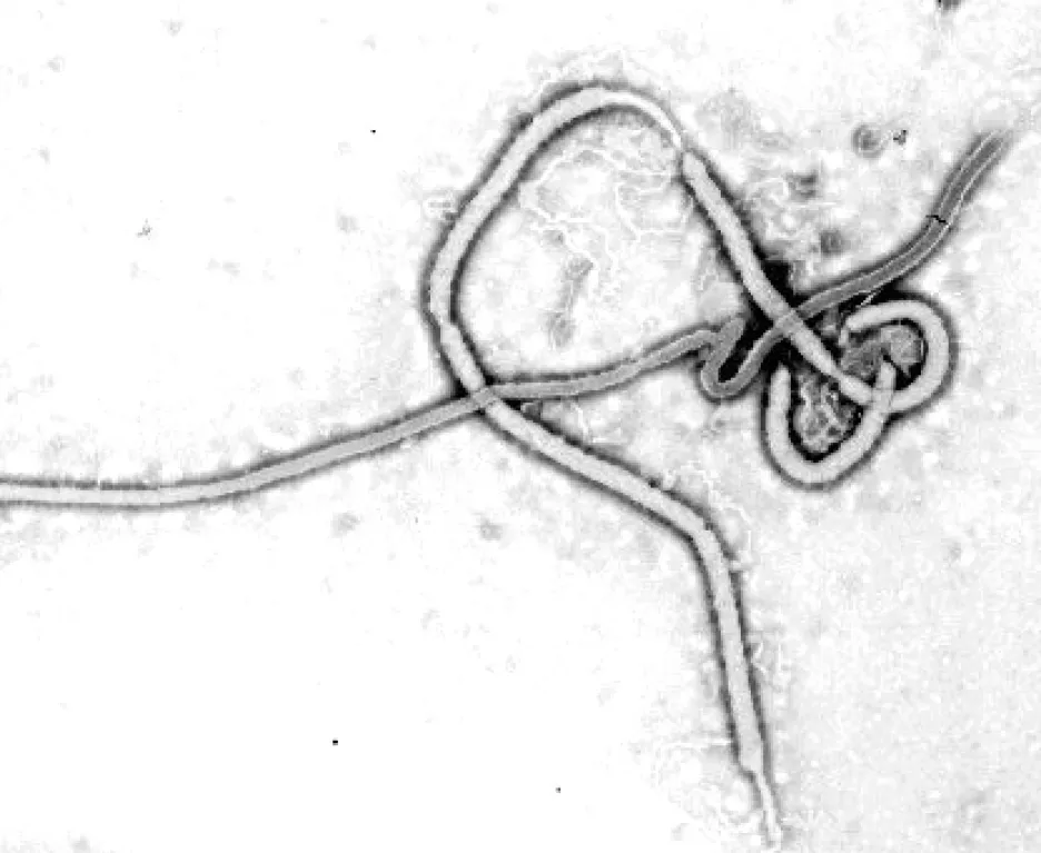 Virus ebola