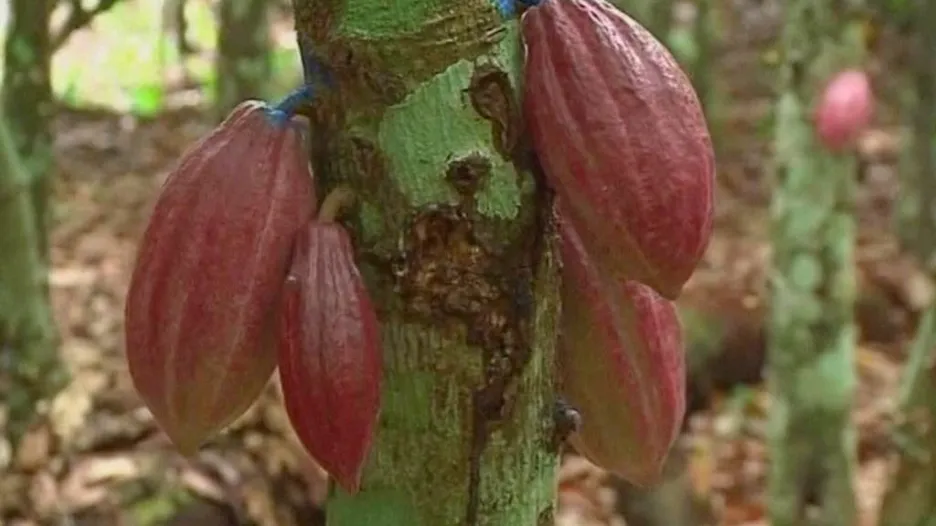 Kakaové boby