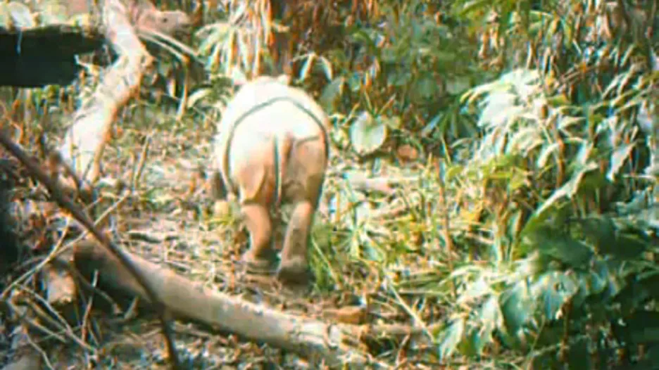 Nosorožec jávský