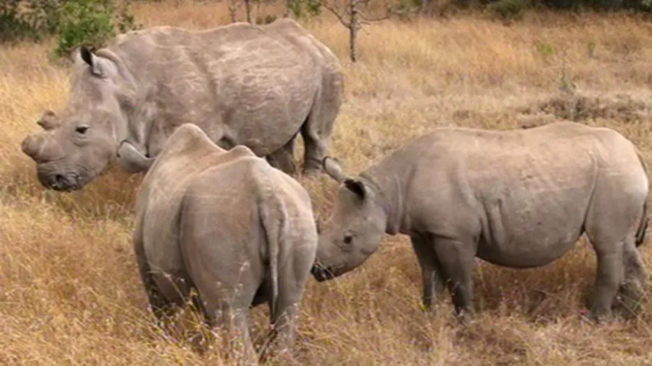 Nosorožci v Keni