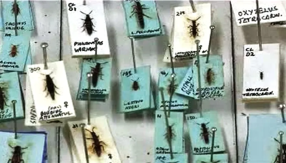 Entomologická sbírka