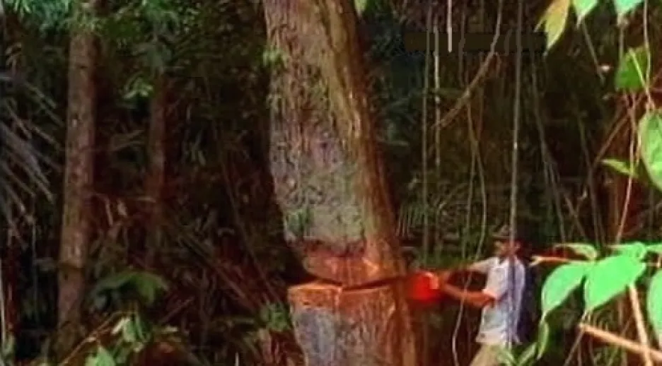 Kácení deštných pralesů