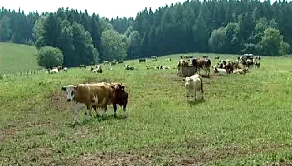 Krávy na pastvě