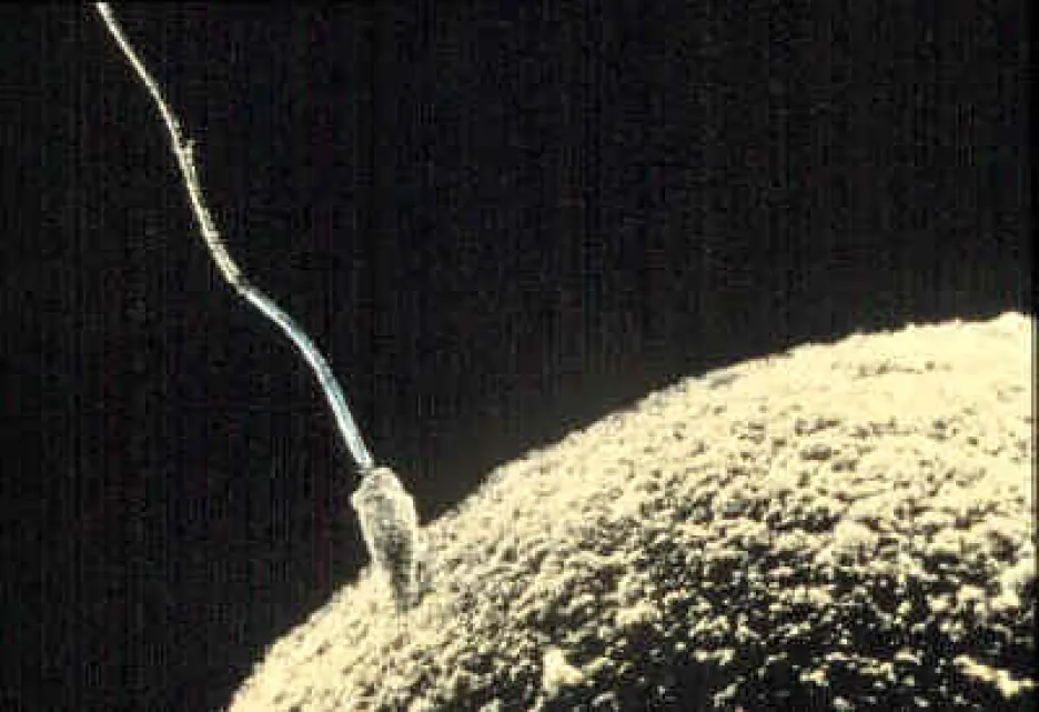 Spermie proniká do vajíčka
