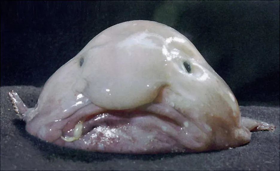 Blobfish alias slizká ryba