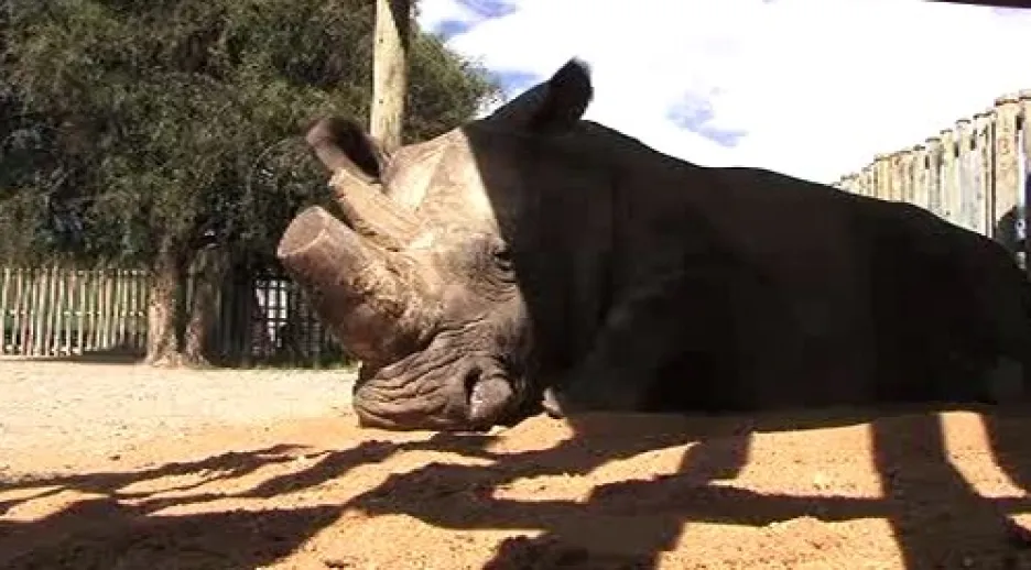 Nosorožec bílý ze ZOO Dvůr Králové