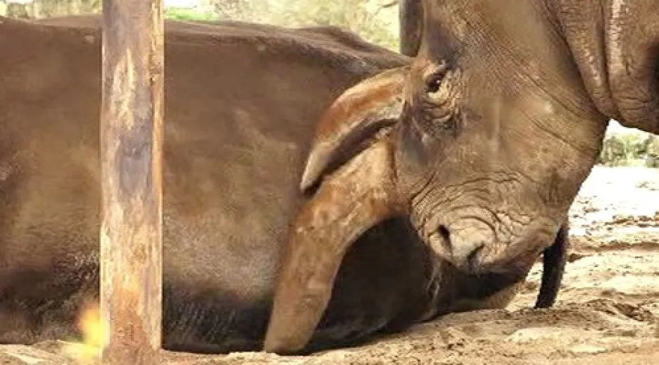 Spokojený nosorožec bílý