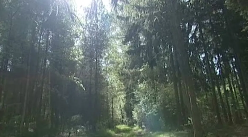 Smrkový les