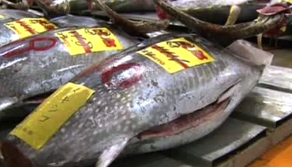 Aukce tuňáků v Japonsku