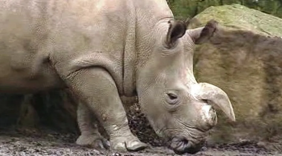 Nosorožec bílý