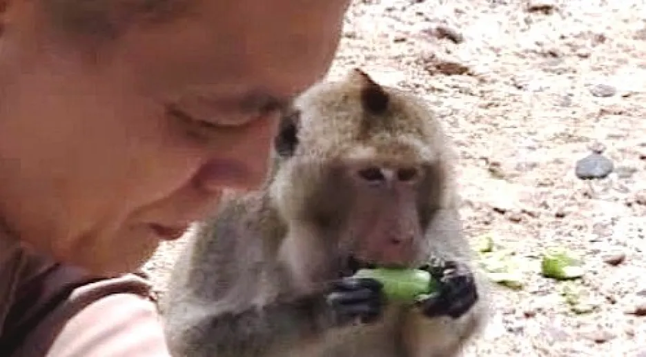 Krmení makaků
