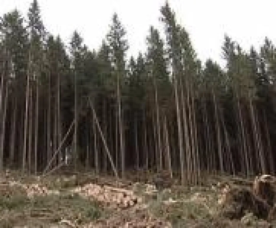 České lesy