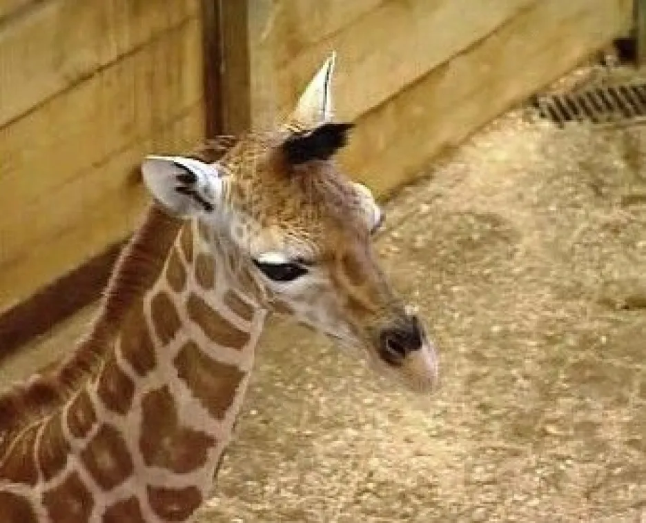 Žirafí sameček