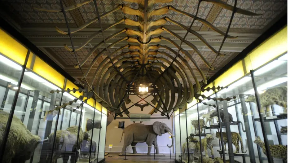 Kostra velryby v Národním muzeu