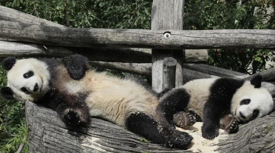 Vídeňské pandy