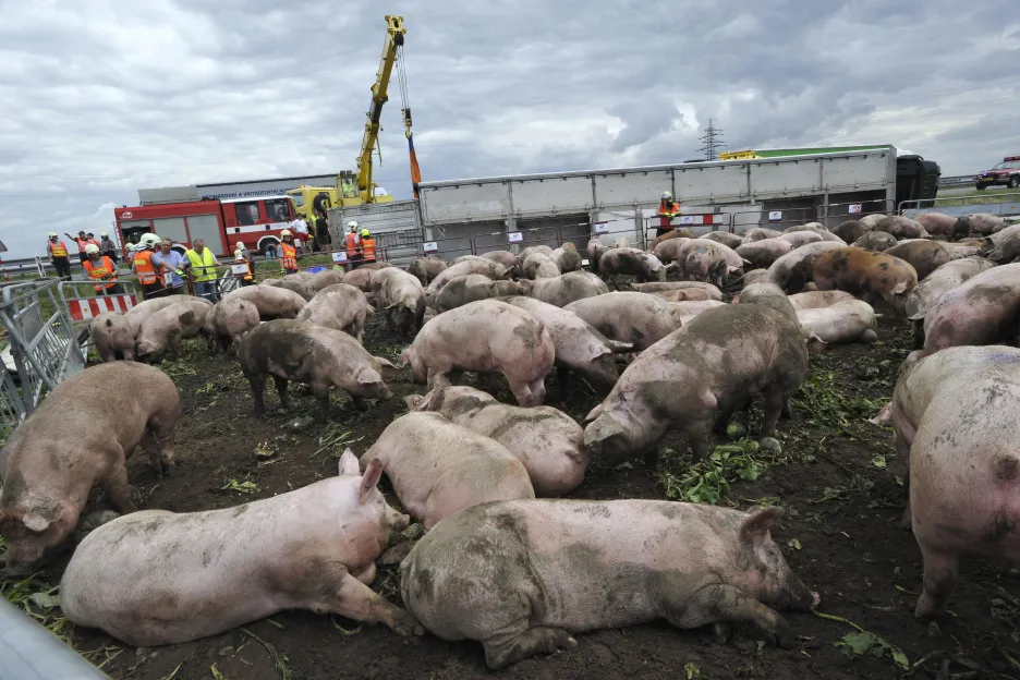 Nehoda kamionu převážejícího prasata