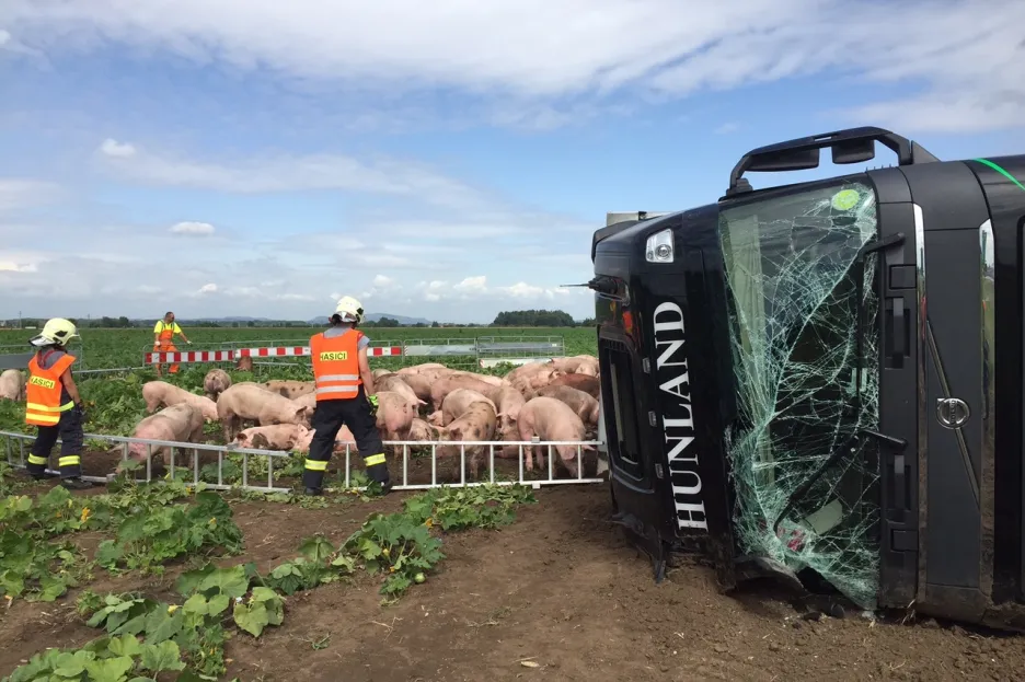 Nehoda kamionu převážejícího prasata