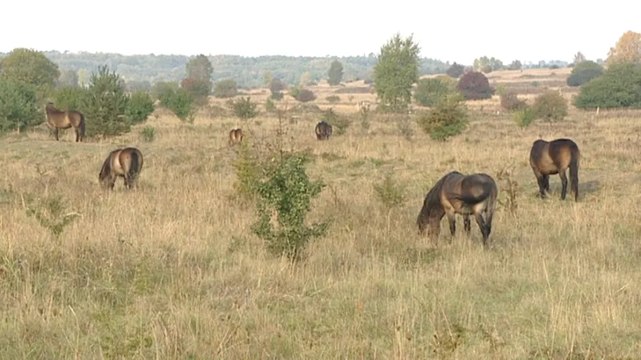 Koně ve vojenském areálu u Milovic