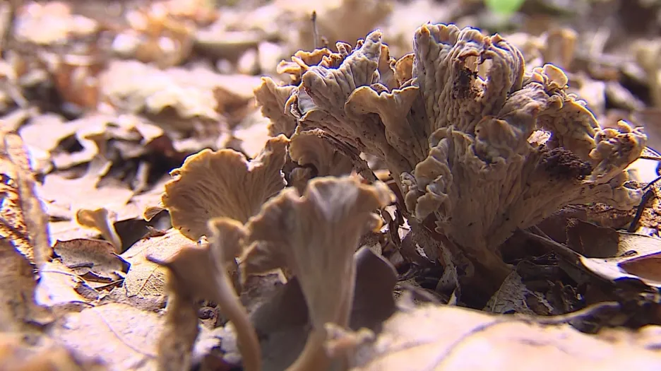 Netradiční houby, které je možné najít na Znojemsku