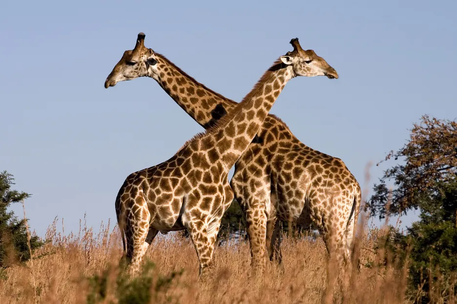 Poddruhy žiraf