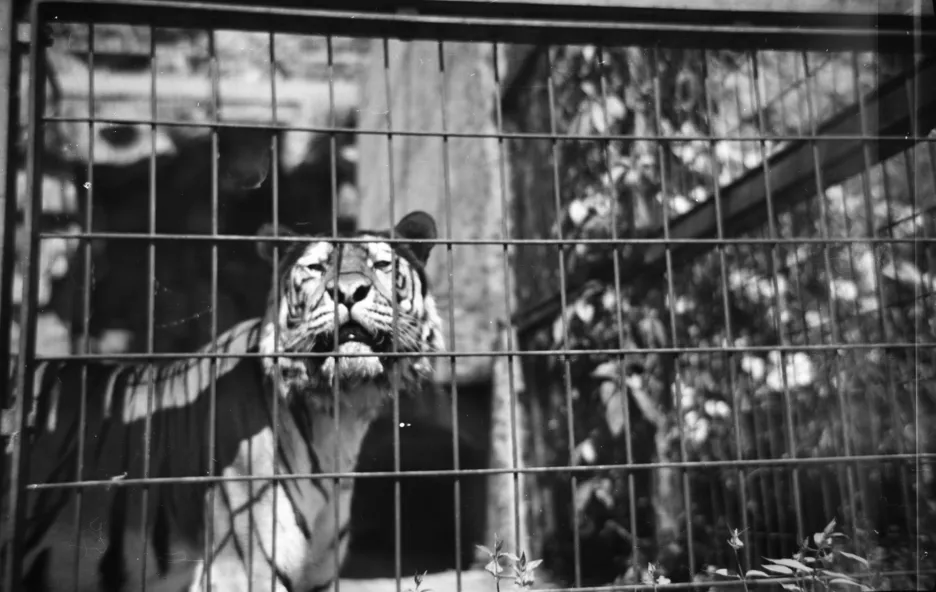 Zoo Praha na historických snímcích - výběh tygra (1949)