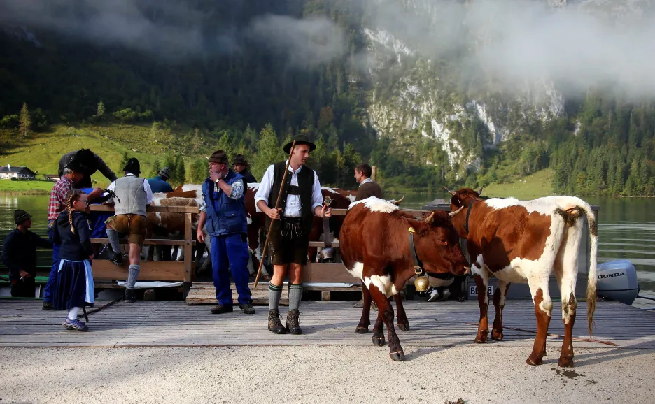 Krávy se vrací z pastvin po Königsee