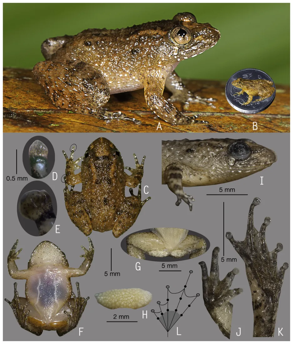 Nově objevené druhy žab z Indii