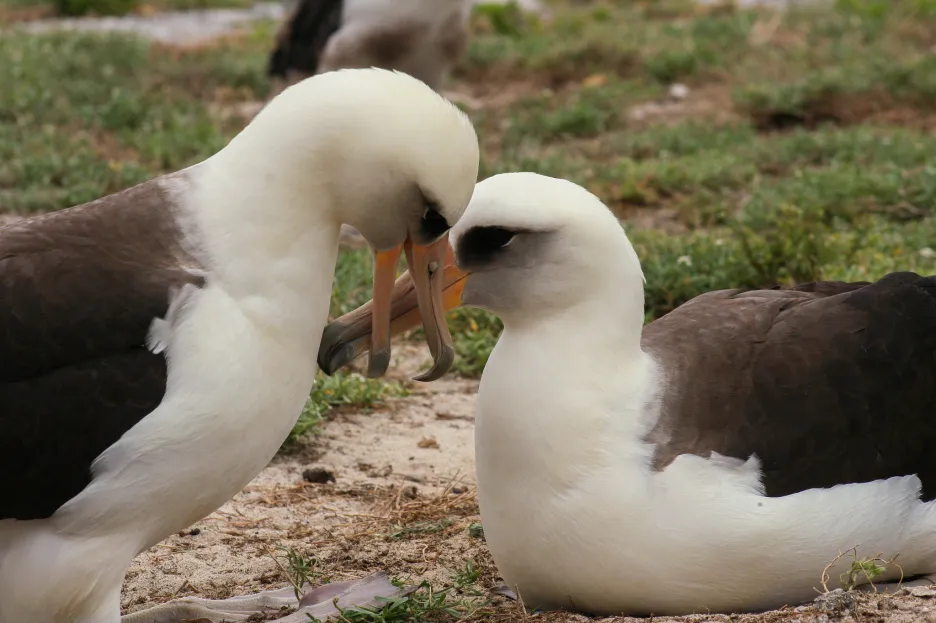 Albatrosové pokousaní myšmi