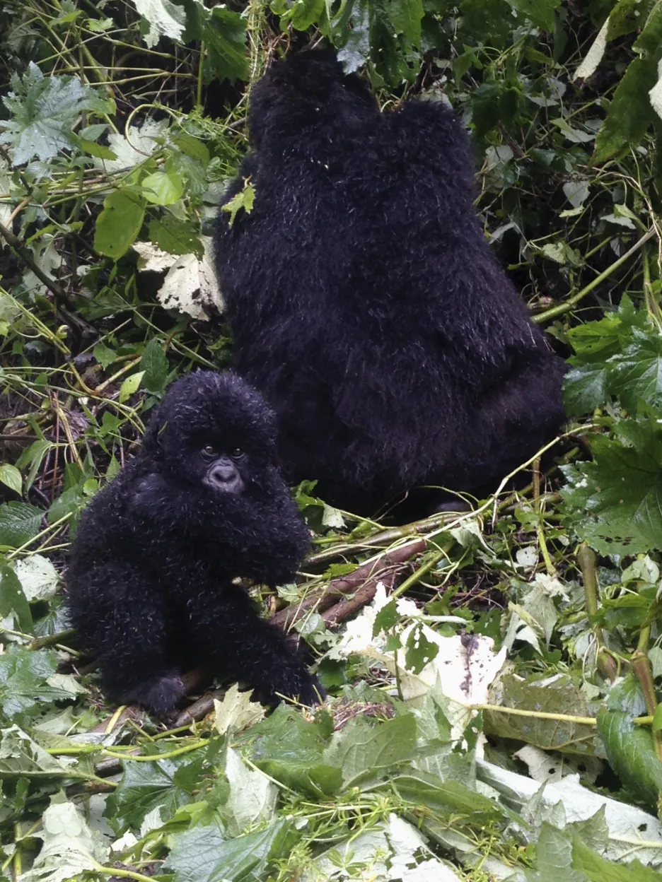 Horské gorily v národním parku Virunga