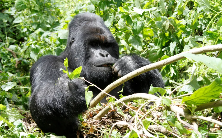 Horské gorily v národním parku Virunga