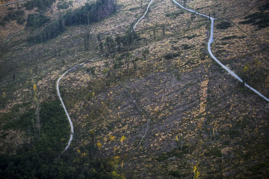 Likvidace lesů v Nízkém Jeseníku zasažených kůrovcem