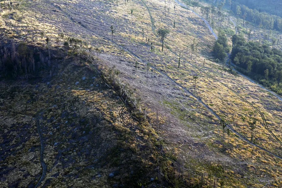 Likvidace lesů v Nízkém Jeseníku zasažených kůrovcem