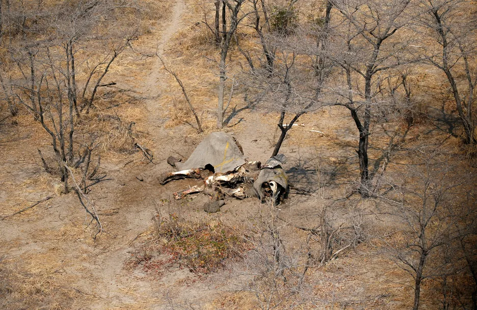 Masakr slonů v Botswaně