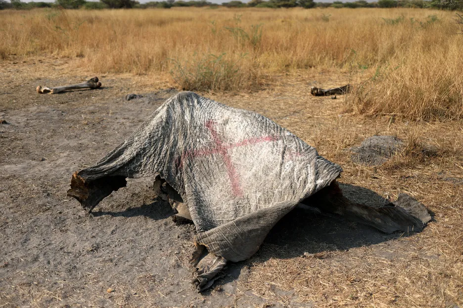 Masakr slonů v Botswaně