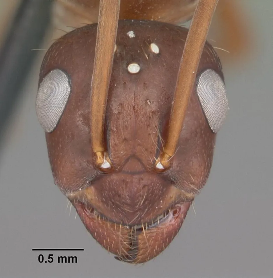 Hlava královny mravence Formica archboldi