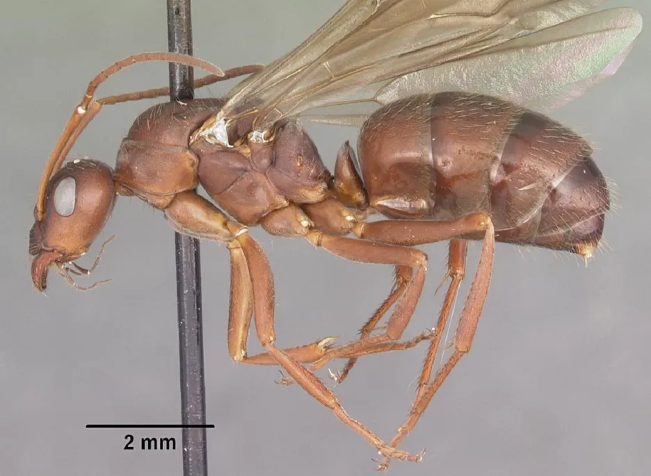 Tělo královny mravence Formica archboldi