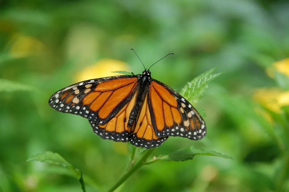 Motýl monarcha stěhovavý
