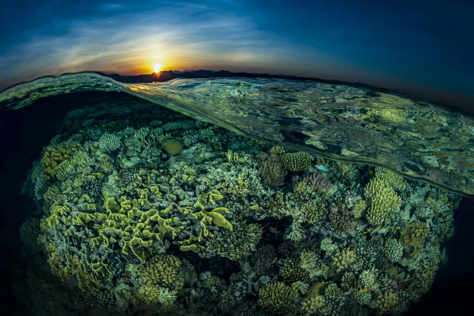 Korálové útesy: 