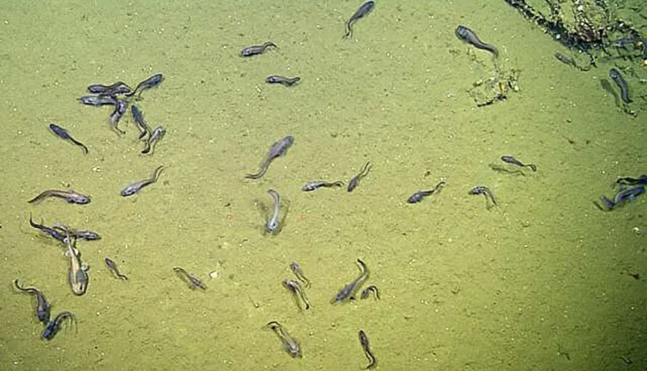 Ryby pozorované v oblasti bez kyslíku