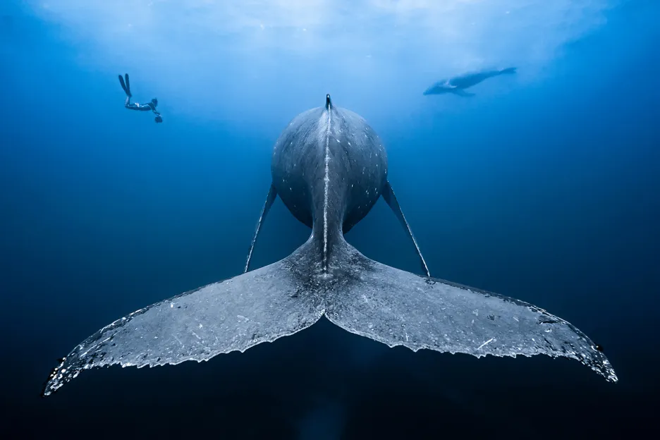 Underwater Photographer of the Year 2019