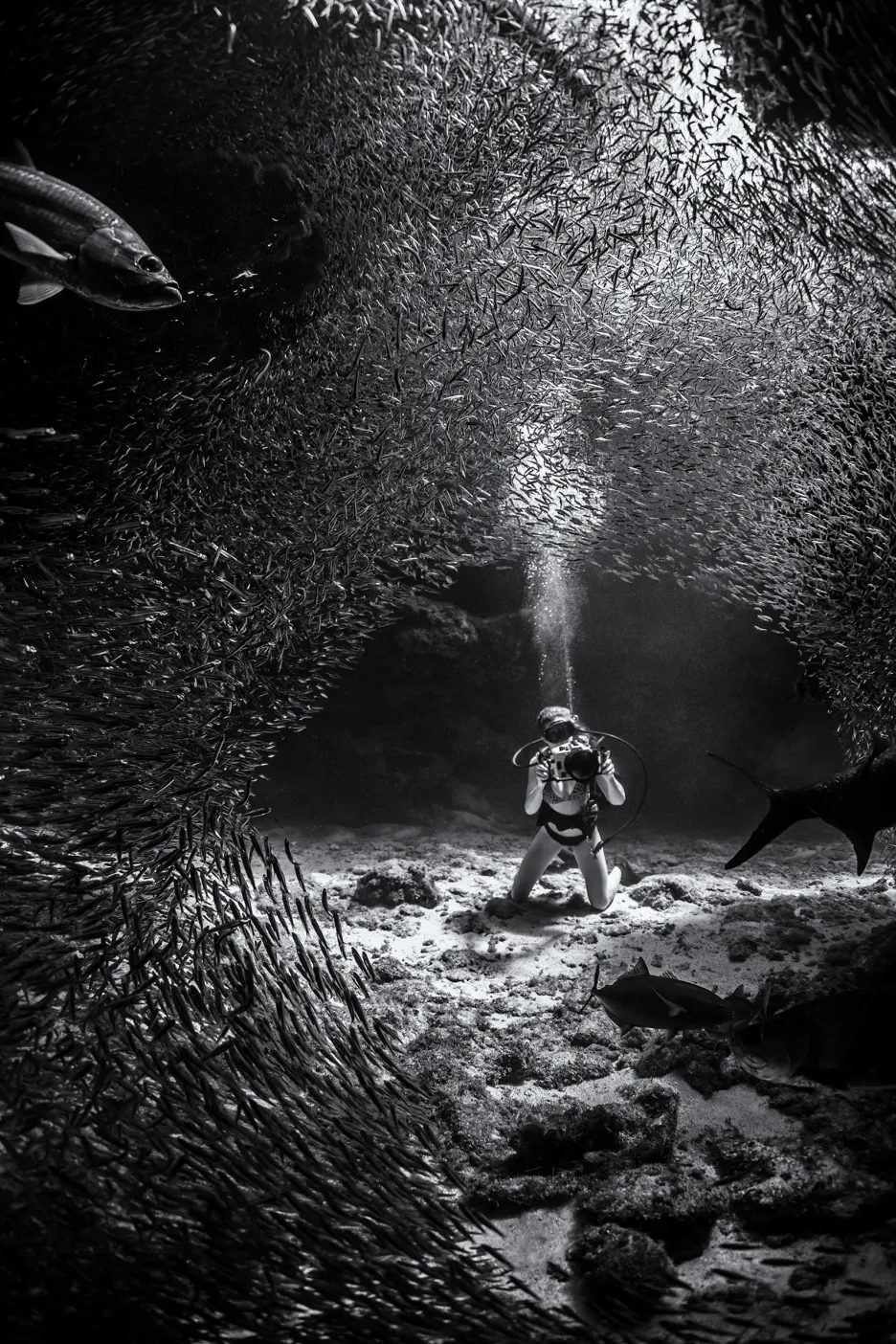 Underwater Photographer of the Year 2019