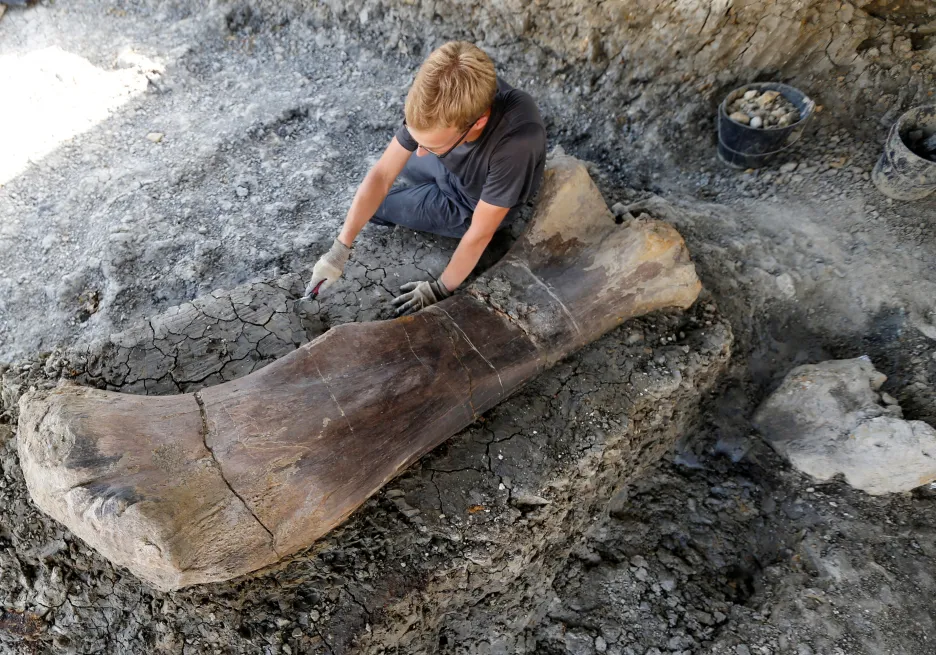 Dvoumetrová dinosauří kost nalezená ve Francii