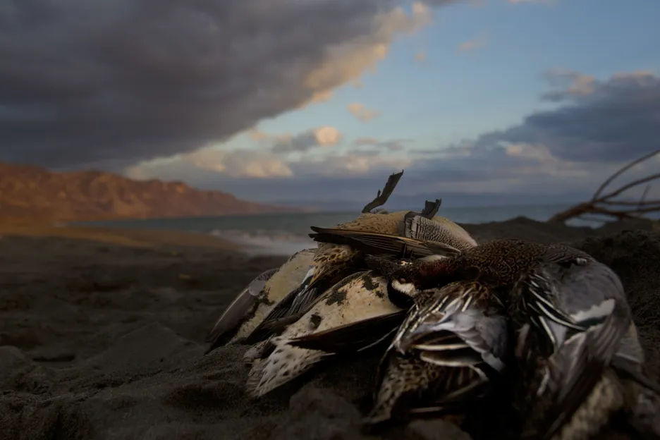 Masakr ptáků na Kypru